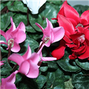 https://bonovo.isisflor.com/fileuploads/Produtos/Plantas Naturais/thumb__Isisflor_Cesto_Cyclamen_02.png